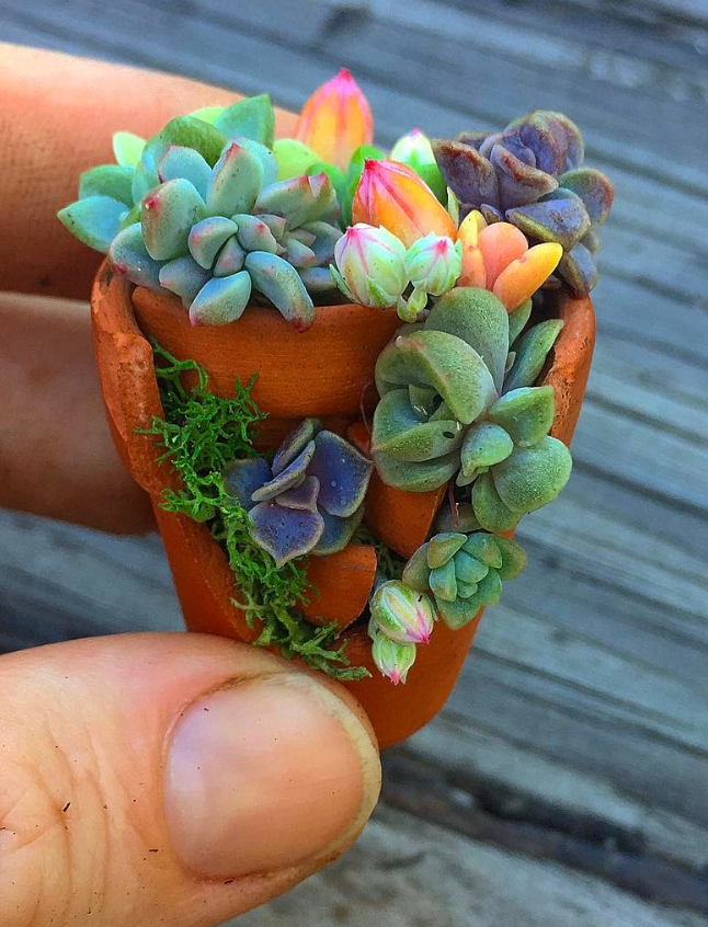 100+ Gorgeous Succulent Plants Ideas For Indoor And Outdoor Full Of ...