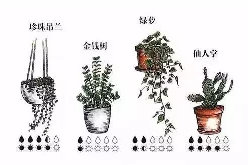 室内绿植养护，你必须知道这些...... | 花草课堂