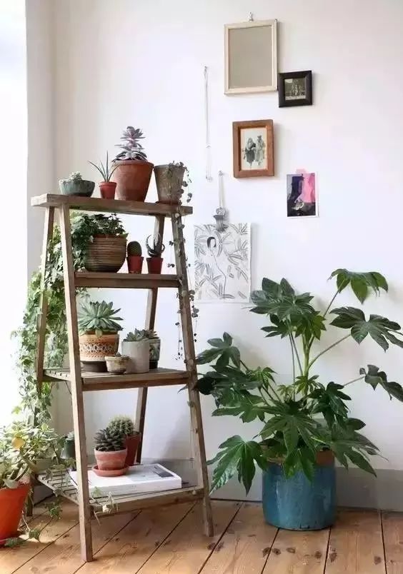 How To Propagate And Care These Indoor Green Plants?- Green Plants Tips ...