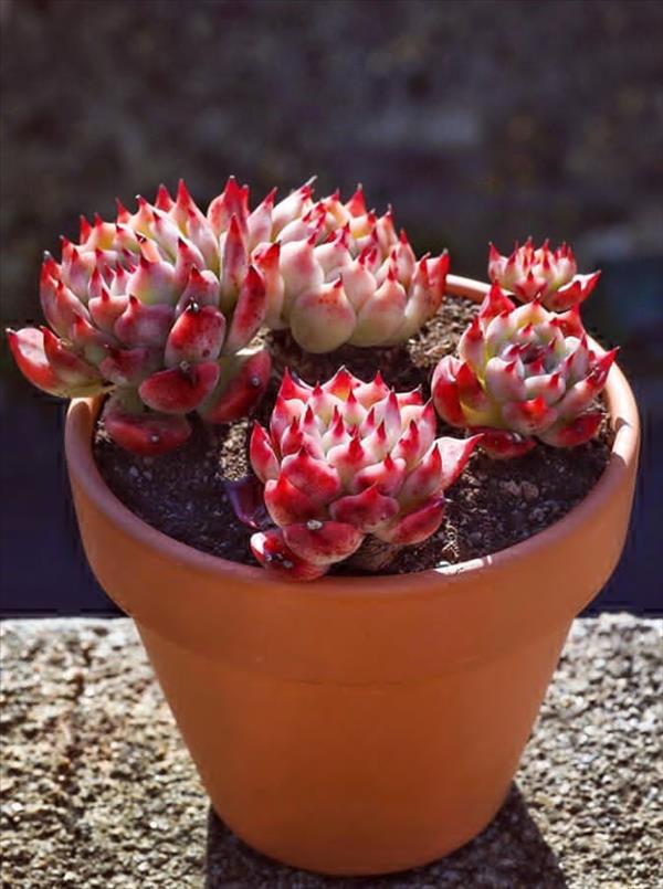 Lovely and beautiful succulent plants can always make people see hope ...