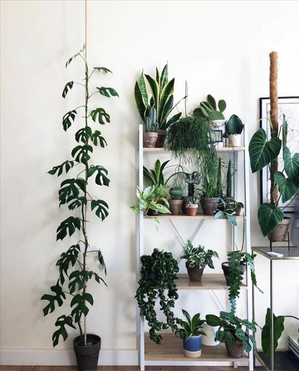 Green plants home decor ideas | Create the most pleasant home - Fashionsum