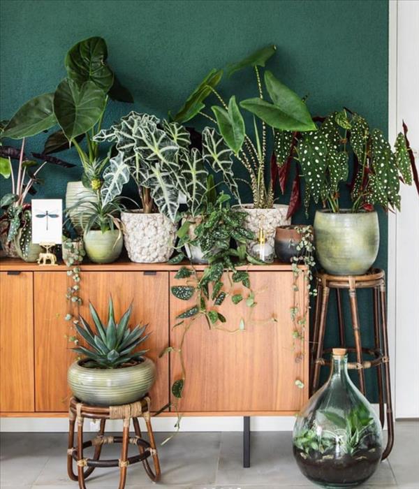 Green plants home decor ideas | Create the most pleasant home - Fashionsum