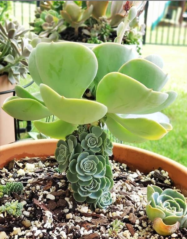 This is what succulent plants should look like!