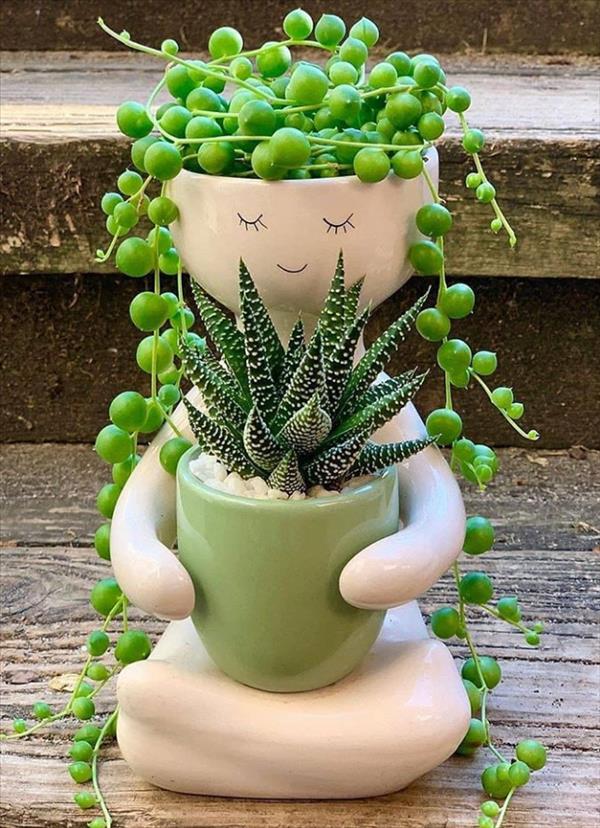 This is what succulent plants should look like!