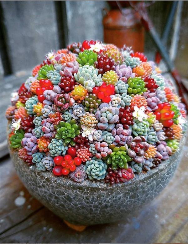 This is what succulent plants should look like! - Uncategorized