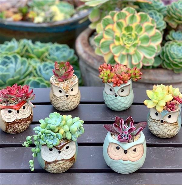 This is what succulent plants should look like!