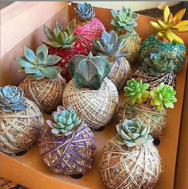 This is what succulent plants should look like!