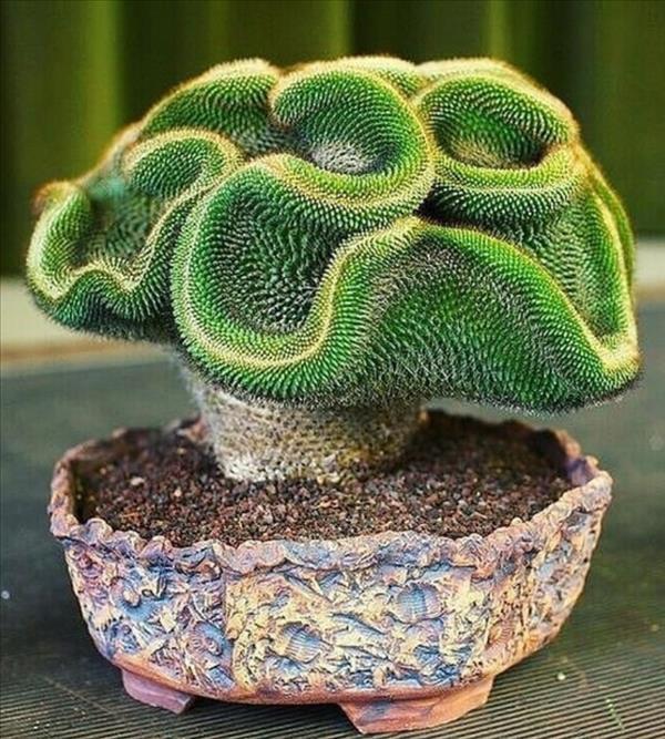 This is what succulent plants should look like!