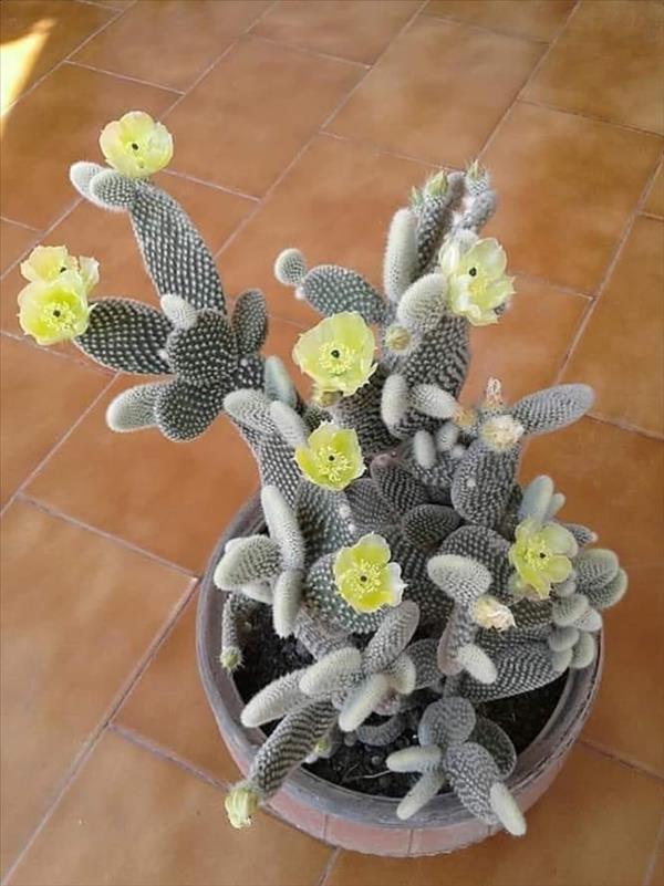 This is what succulent plants should look like!