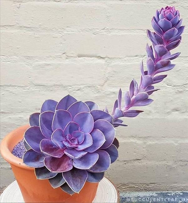 This is what succulent plants should look like!