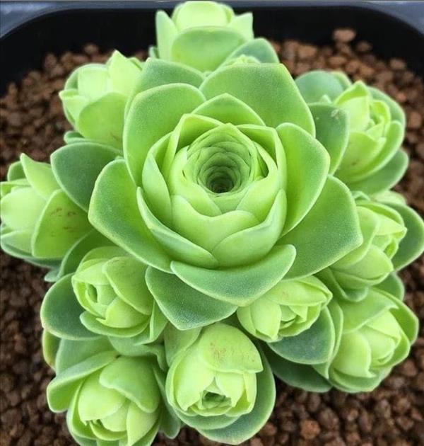 This is what succulent plants should look like!