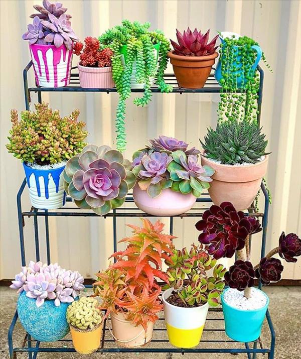 This is what succulent plants should look like!