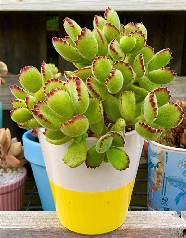 This is what succulent plants should look like!