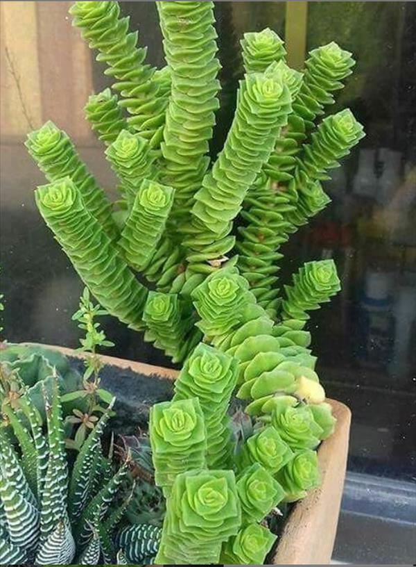 This is what succulent plants should look like!