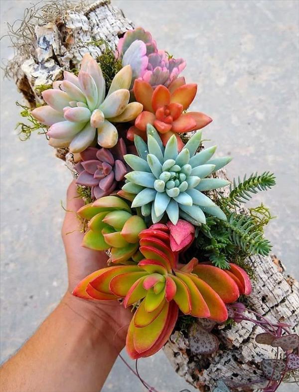 This is what succulent plants should look like!