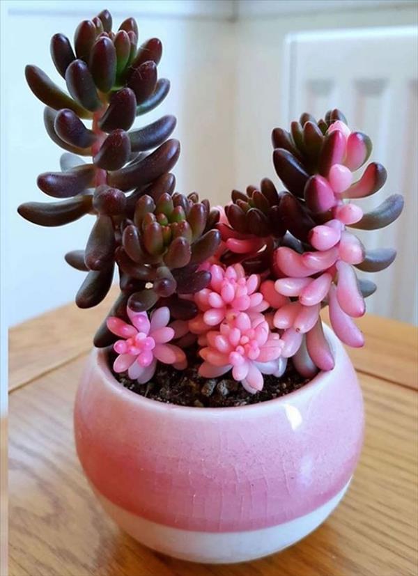 This is what succulent plants should look like!