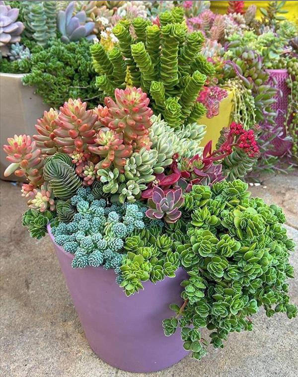 This is what succulent plants should look like!