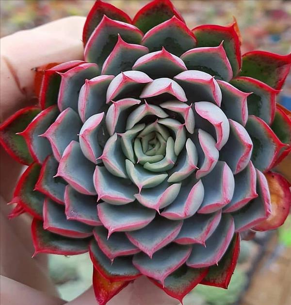 This is what succulent plants should look like!