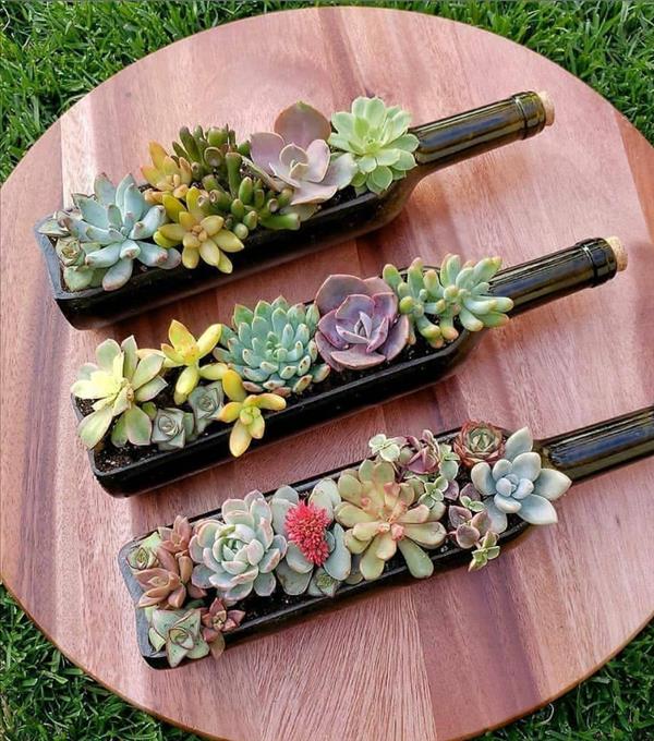 This is what succulent plants should look like!